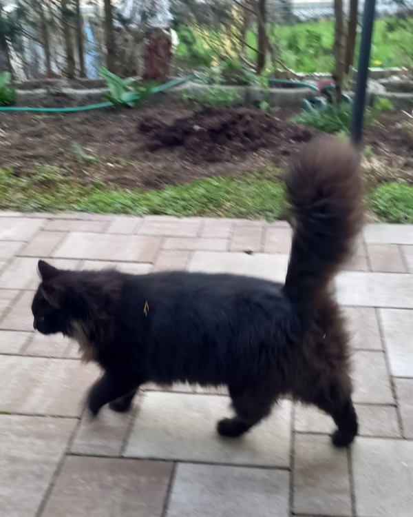 Missing Cat - Aue-Bad Schlema