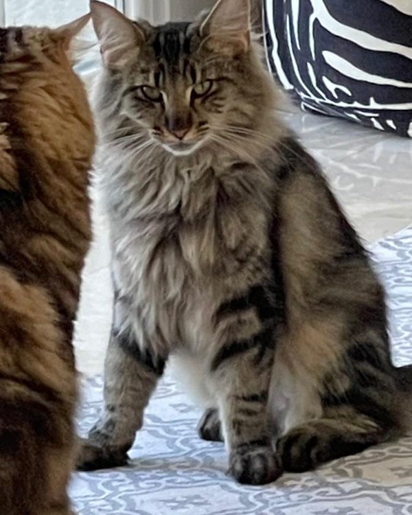 Missing Cat - Cala Vinyes