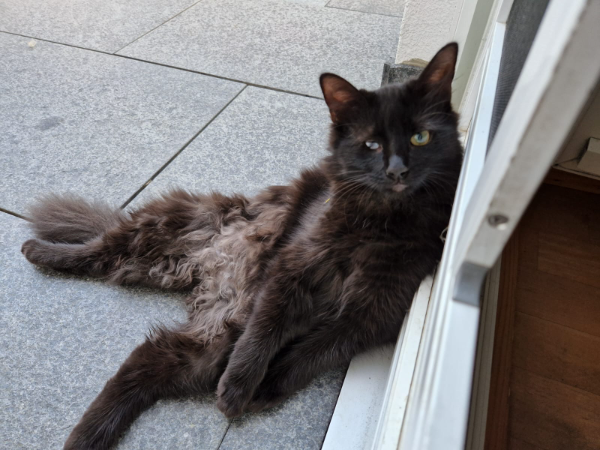 Missing Cat - Pfäfflingen