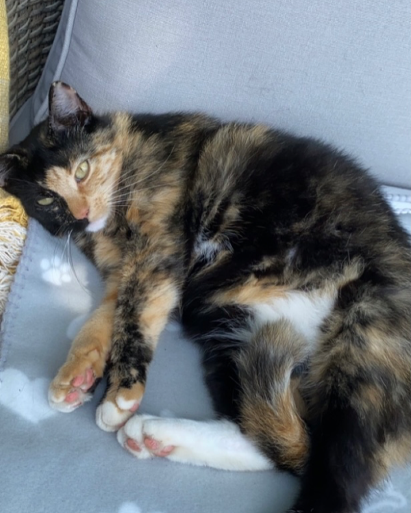 Missing Cat - Oschersleben