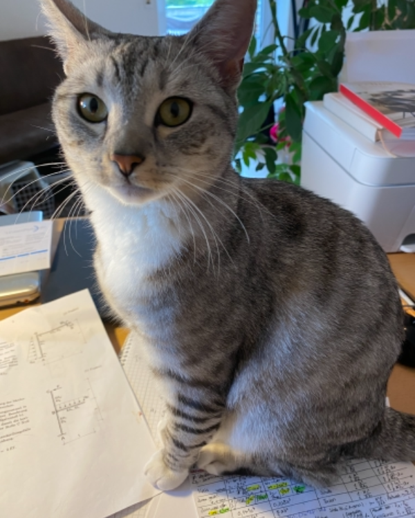 Missing Cat - Nittenau