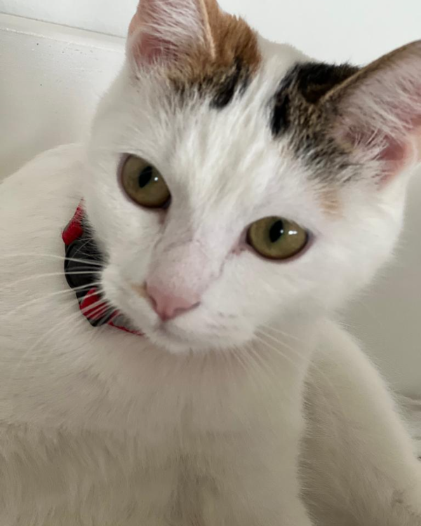 Missing Cat - Unknown