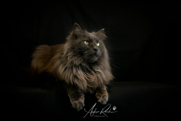 Missing Cat - Hengersberg