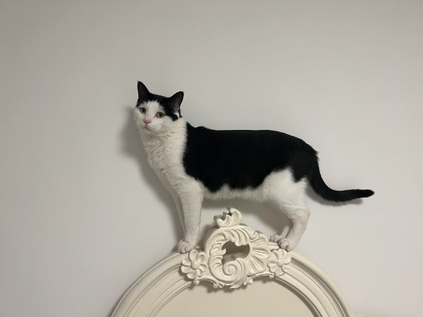 Missing Cat - Göttingen