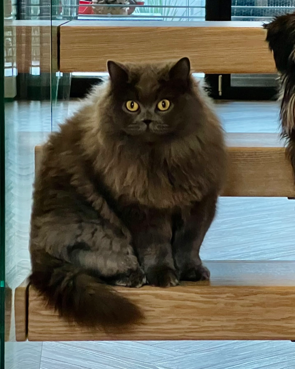 Found Cat - Escheburg