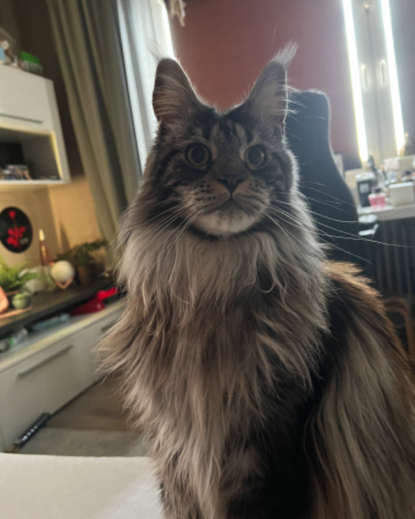 Found Cat - Winsen (Luhe)