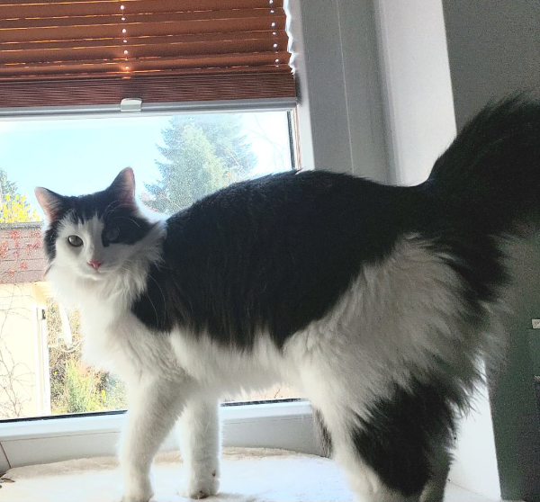 Found Cat - Walchsee