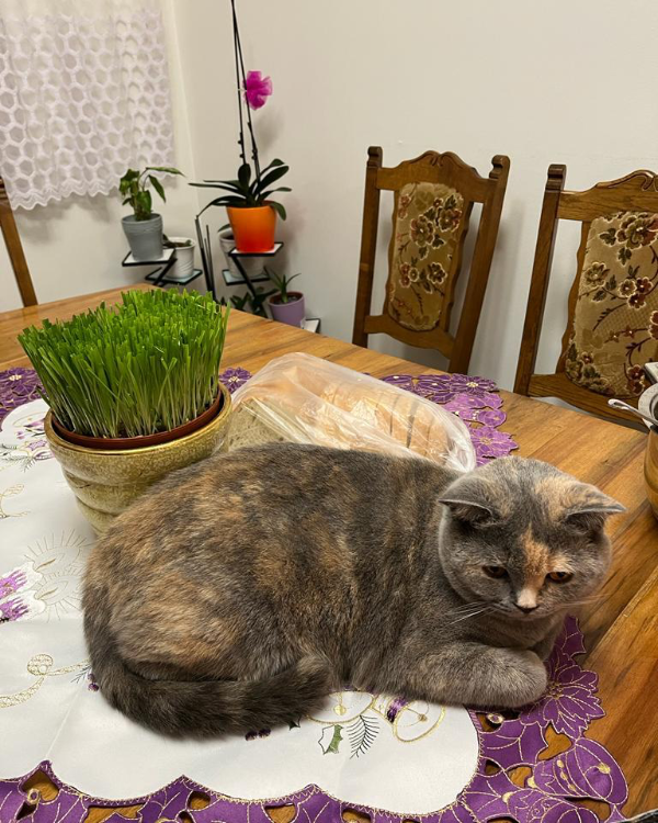 Missing Cat - Kujnik