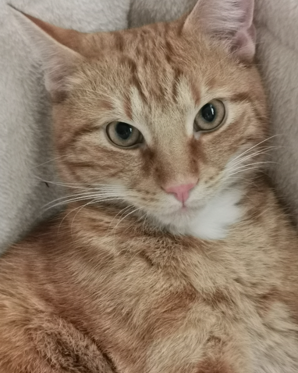 Missing Cat - Rödental