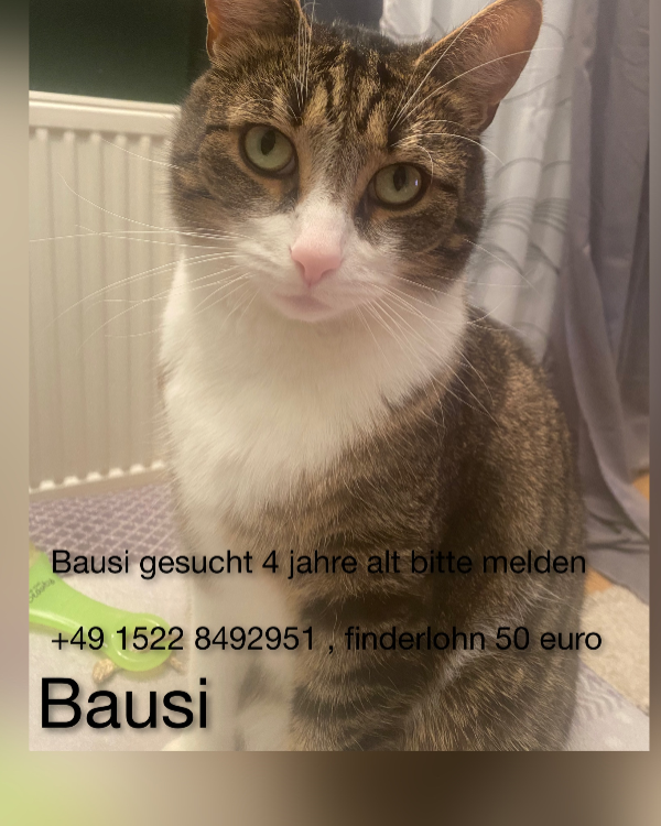 Found Cat - Lutherstadt Wittenberg