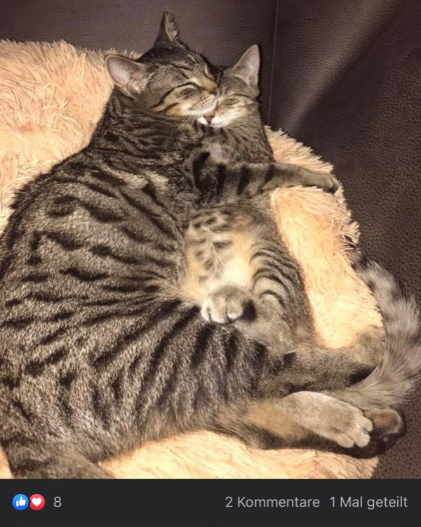 Missing Cat - Senheim (Mosel)