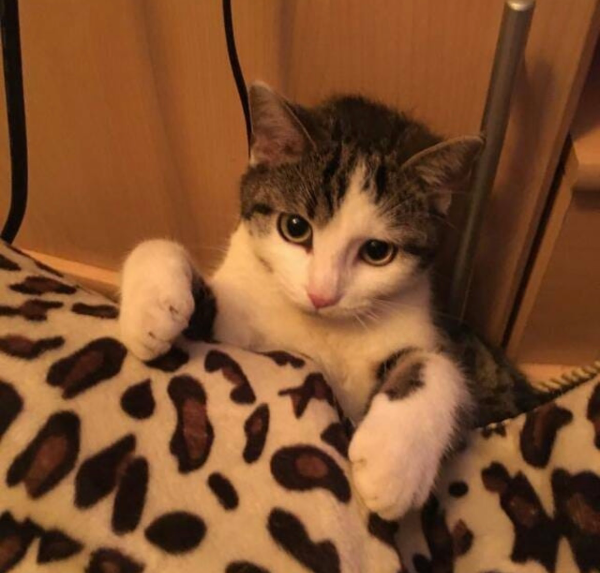 Missing Cat - Gehülz 