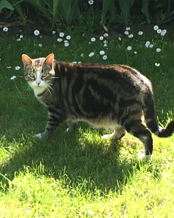 Found Cat - Luckenwalde