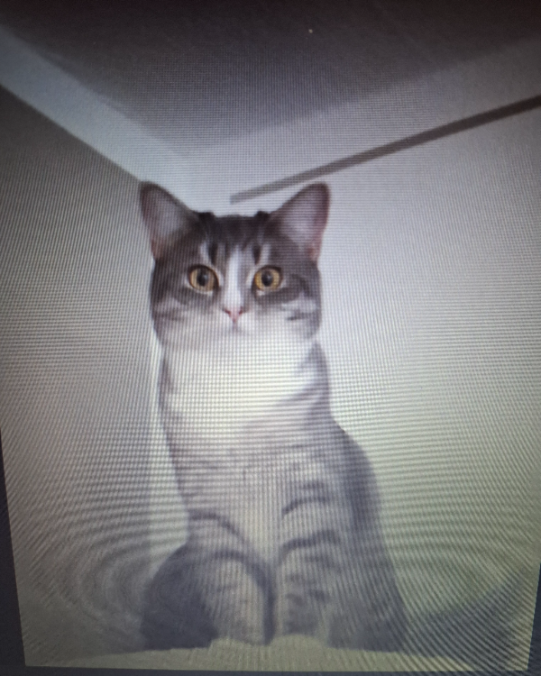 Missing Cat - Neustadt an der Aisch