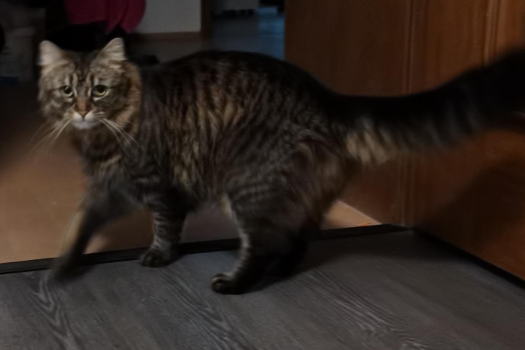 Missing Cat - Wiesau