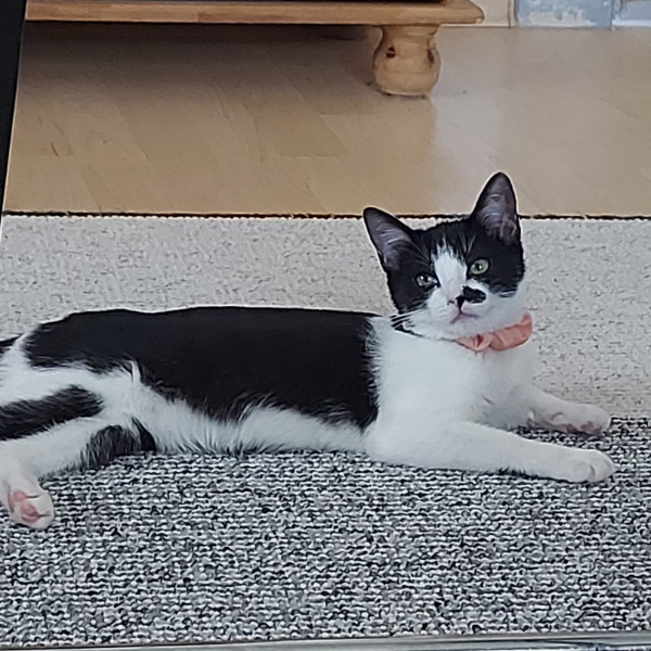 Missing Cat - Weiden in der Oberpfalz