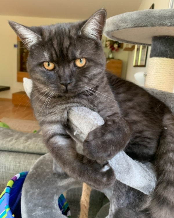 Missing Cat - Essenbach