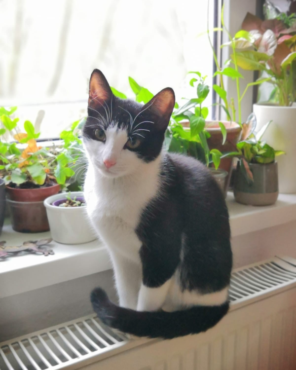 Missing Cat - Woldegk