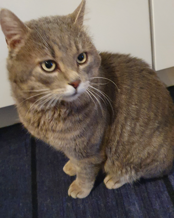 Found Cat - Bad Soden-Salmünster