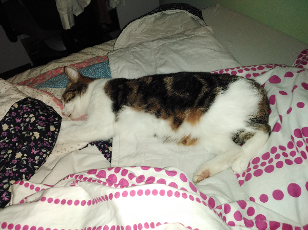 Missing Cat - Halle (Saale)