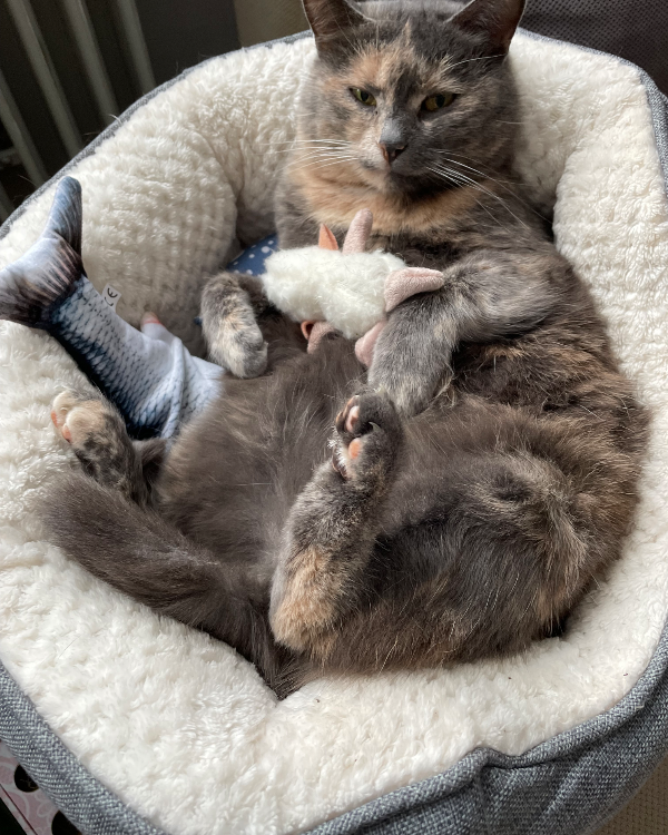 Missing Cat - Immenstadt im Allgäu