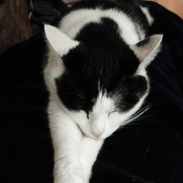 Missing Cat - Brakel