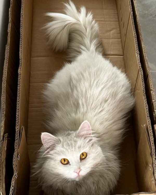 Missing Cat - Tarmstedt