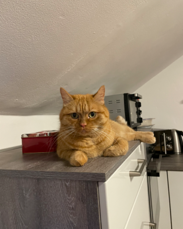 Missing Cat - Deggendorf