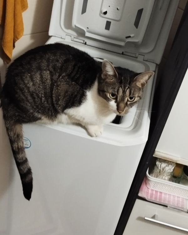 Missing Cat - Görlitz