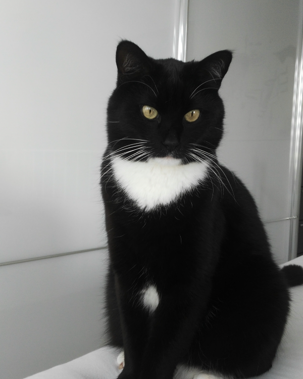 Missing Cat - Uffenheim