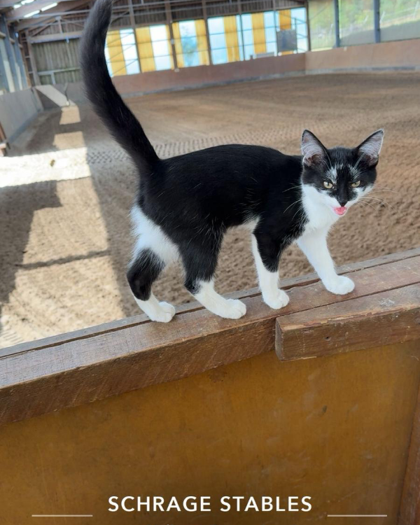 Missing Cat - Velbert