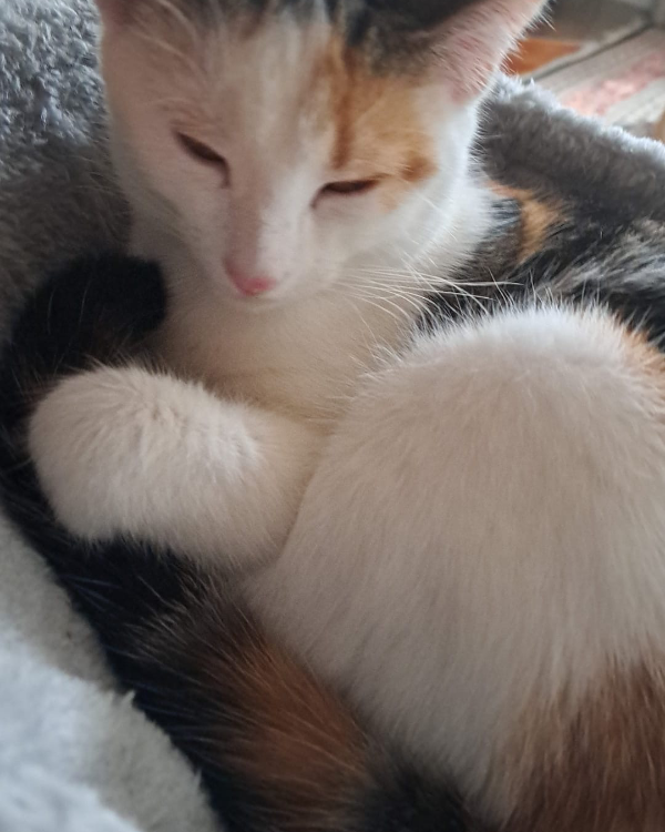 Found Cat - Donauwörth