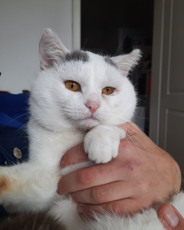 Missing Cat - Neustadt an der Waldnaab