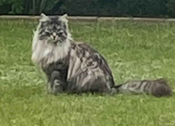 Found Cat - Steinhagen