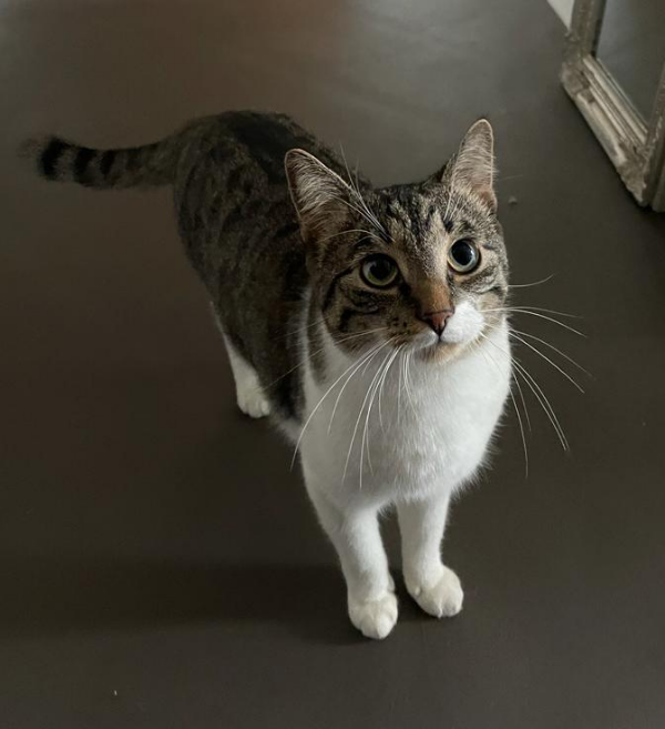 Missing Cat - Leipzig