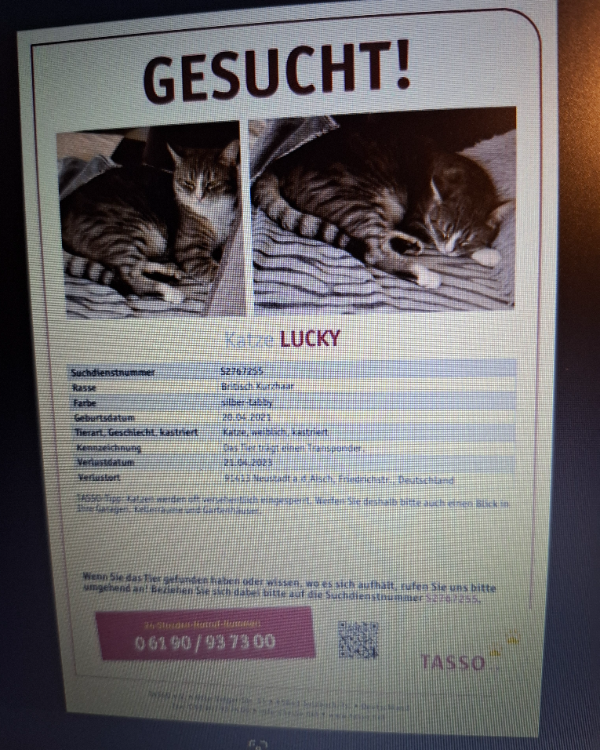 Missing Cat - Neustadt an der Aisch