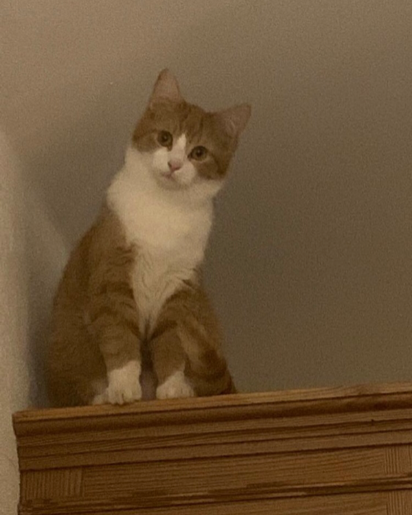 Missing Cat - Niederham (94496)