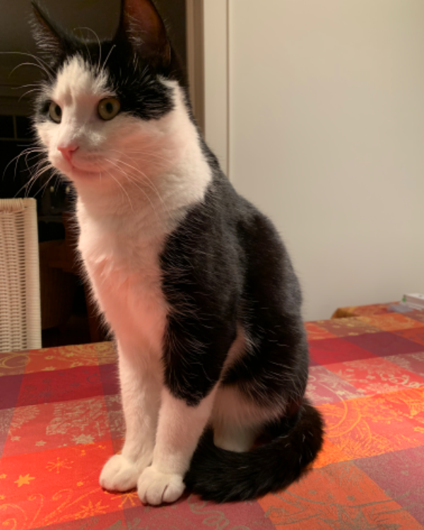 Found Cat - Großenbrode