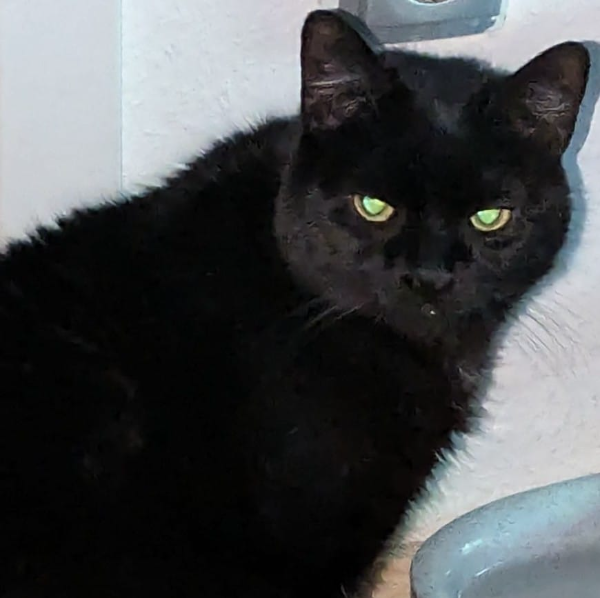 Missing Cat - Büren