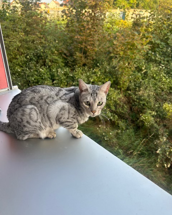 Found Cat - Oschersleben