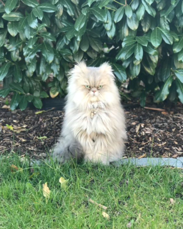 Missing Cat - Haslach im Kinzigtal