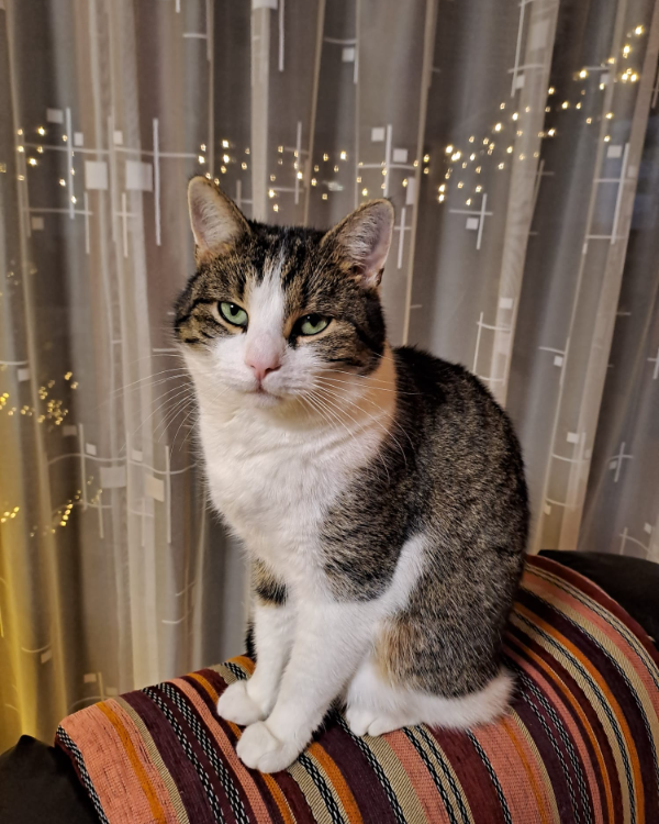 Found Cat - Bausendorf