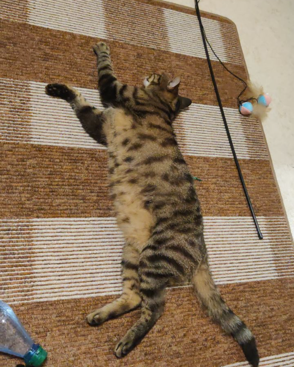 Missing Cat - Bad Kissingen