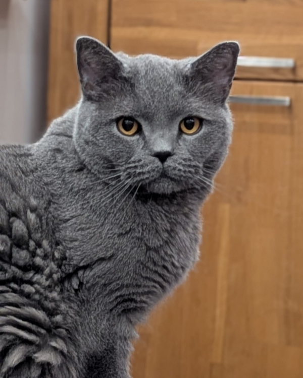 Missing Cat - Bergkamen