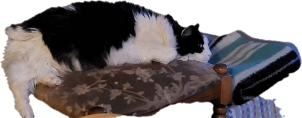 Missing Cat - Halle (Saale)