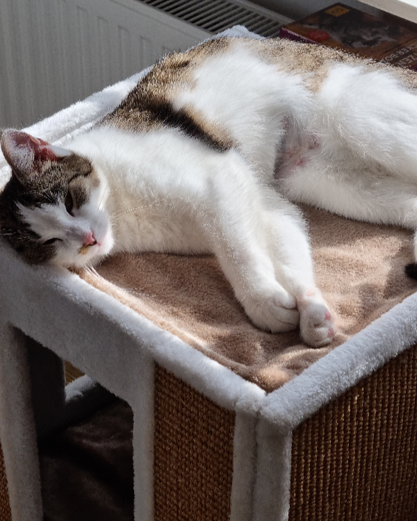 Missing Cat - Itzehoe