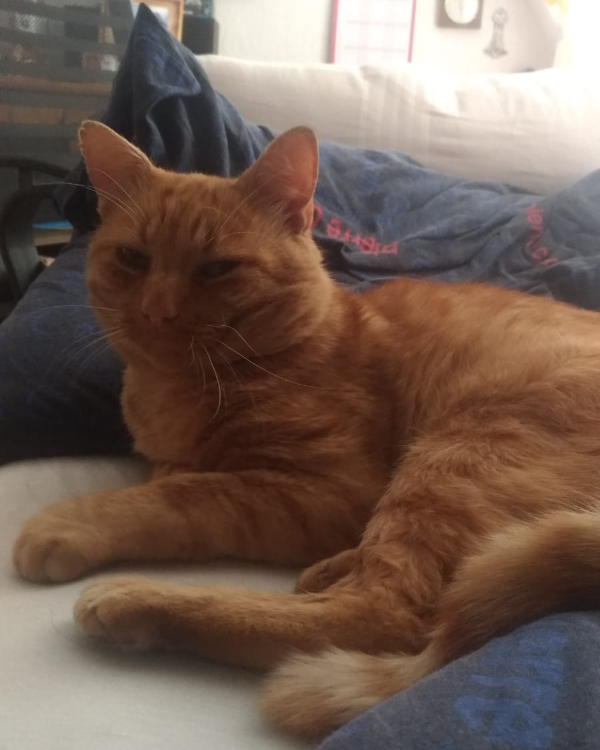 Missing Cat - Soltau