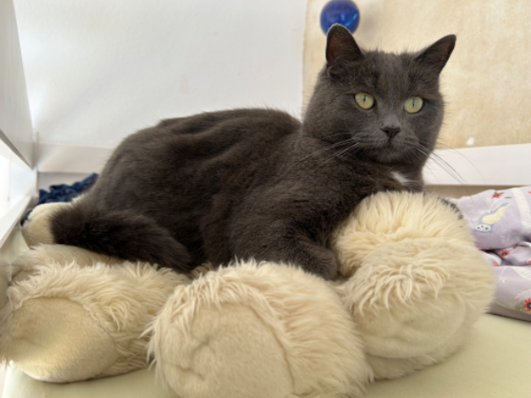 Missing Cat - Immenstadt im Allgäu