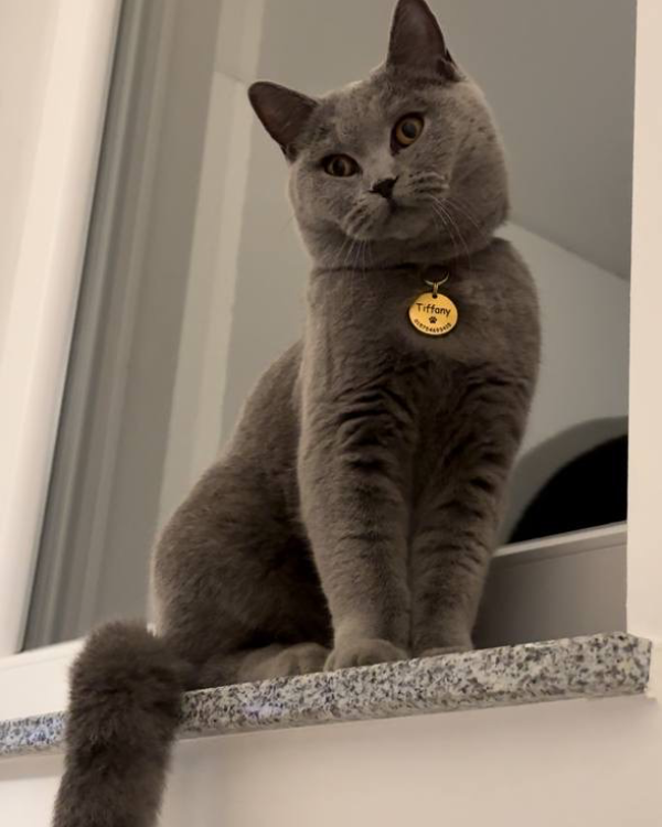 Missing Cat - Bad Vilbel