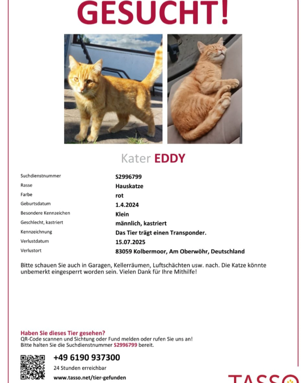 Missing Cat - Kolbermoor